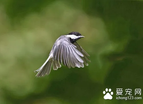 鸟的名字大全 鸟是怎么取名才比较好的